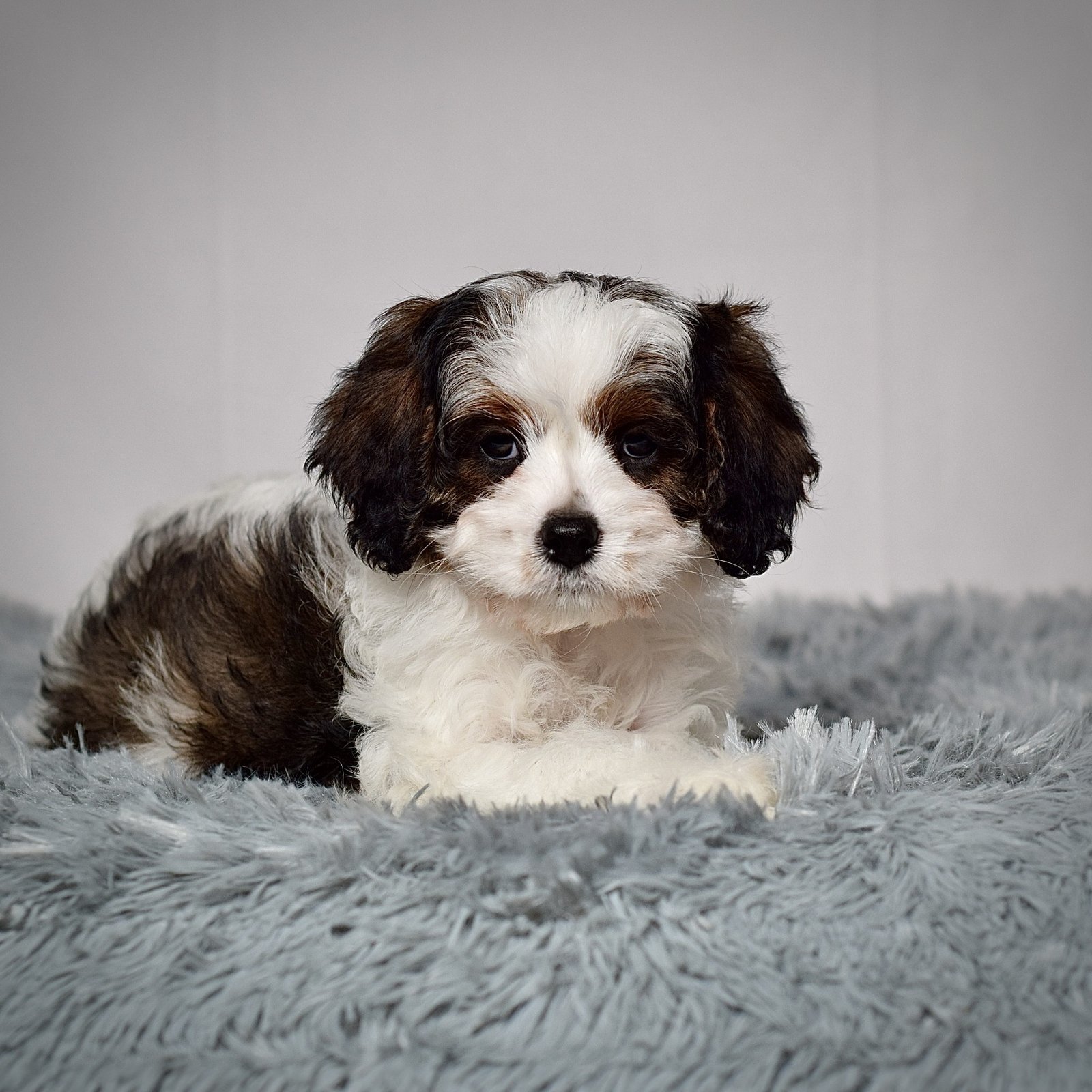 Ms. Cocoa - Image 5