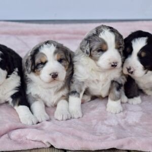 Mini Bernedoodles