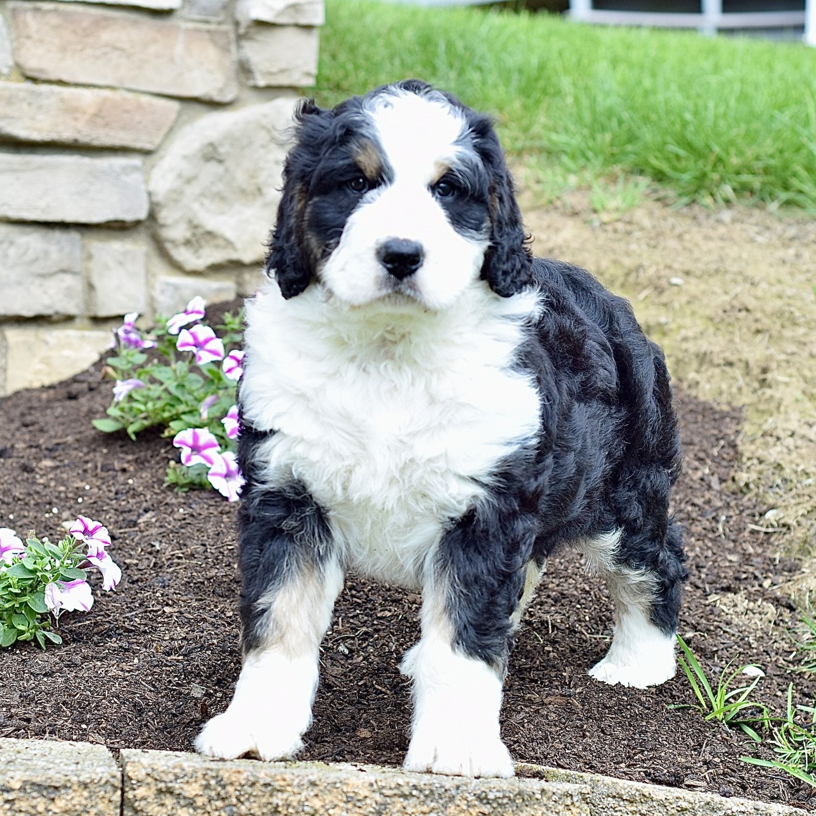 Mr. Sammy - Image 2