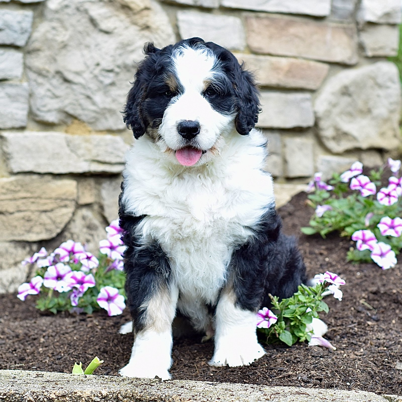 Mr. Sammy - Image 4