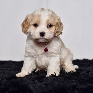 Ms. Darla