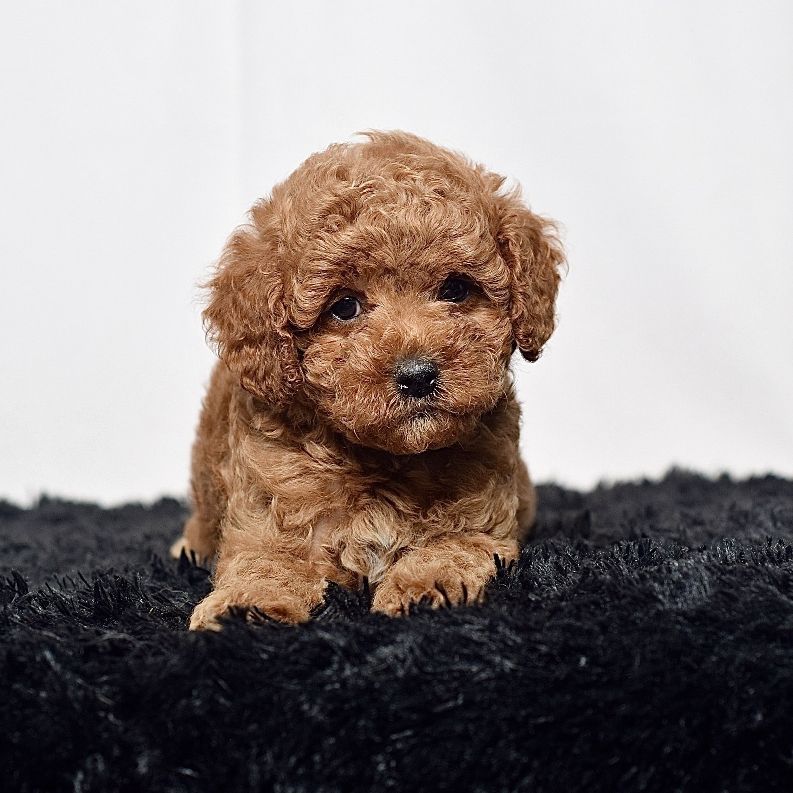 Mr. Sammy - Image 5