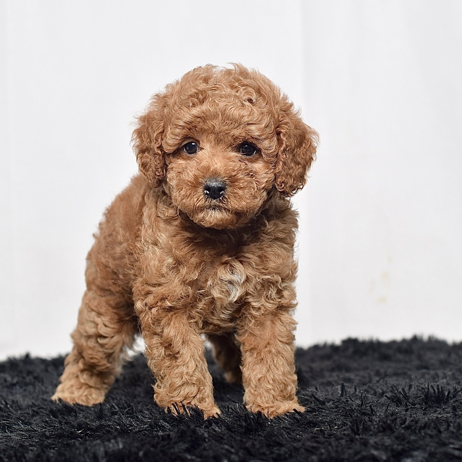 Mr. Sammy - Image 6