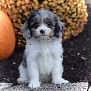 Ms. Daisy